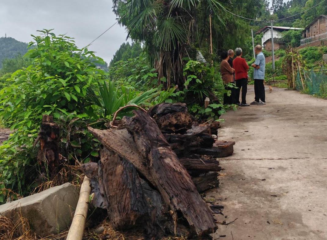 村民阻止乌木外运_彭州乌木案结果赔了多少钱_四川南部县乌木纠纷