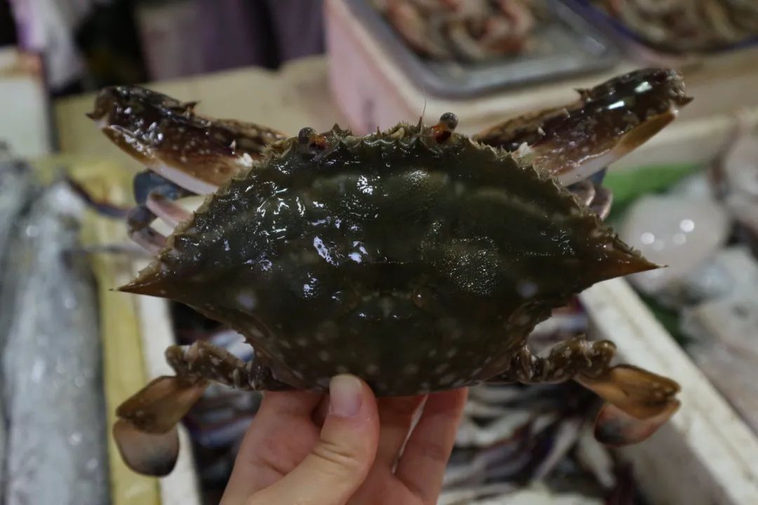 东海梭子蟹价格 长宁菜市场梭子蟹购买 梭子蟹美味烧法步骤_宁波舟山海鲜