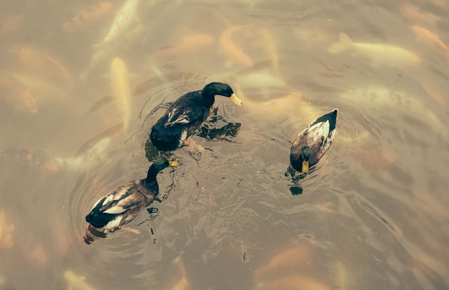 豫园老街,每逢元宵必往!(图3) 豫园老街元宵赏花灯_九曲桥上看人头_豫园老街小吃