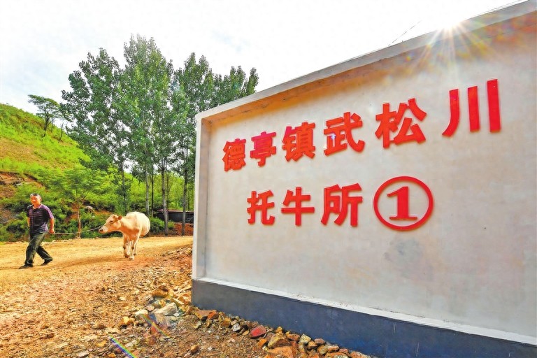 育成中国第一个肉牛品种 肉牛冻精供应量全国第二——河南如何继续牛劲十足(图1) 河南肉牛产业发展模式_河南肉牛养殖技术_南阳黄牛科技中心