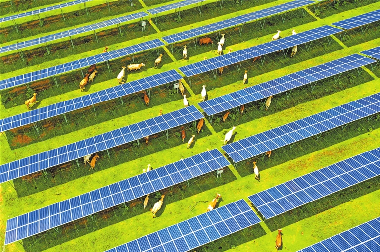 育成中国第一个肉牛品种 肉牛冻精供应量全国第二——河南如何继续牛劲十足(图3) 河南肉牛产业发展模式_南阳黄牛科技中心_河南肉牛养殖技术