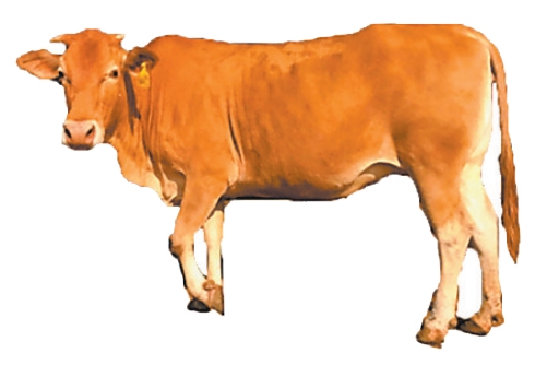 育成中国第一个肉牛品种 肉牛冻精供应量全国第二——河南如何继续牛劲十足(图4) 南阳黄牛科技中心_河南肉牛产业发展模式_河南肉牛养殖技术