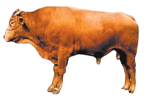 育成中国第一个肉牛品种 肉牛冻精供应量全国第二——河南如何继续牛劲十足(图5) 河南肉牛产业发展模式_河南肉牛养殖技术_南阳黄牛科技中心