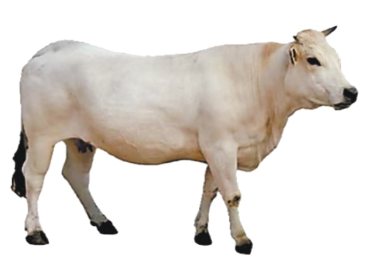 育成中国第一个肉牛品种 肉牛冻精供应量全国第二——河南如何继续牛劲十足(图6) 河南肉牛产业发展模式_南阳黄牛科技中心_河南肉牛养殖技术