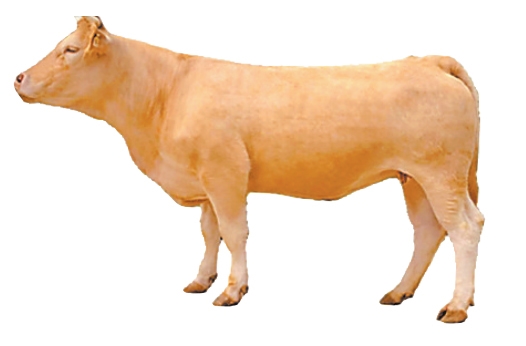 育成中国第一个肉牛品种 肉牛冻精供应量全国第二——河南如何继续牛劲十足(图7) 河南肉牛养殖技术_南阳黄牛科技中心_河南肉牛产业发展模式