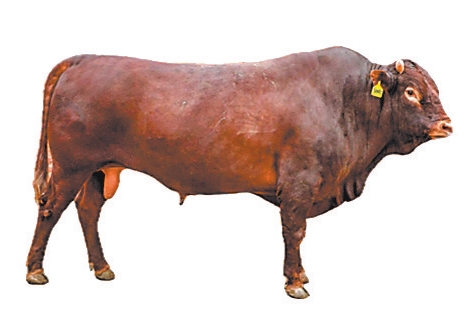 育成中国第一个肉牛品种 肉牛冻精供应量全国第二——河南如何继续牛劲十足(图8) 河南肉牛产业发展模式_南阳黄牛科技中心_河南肉牛养殖技术