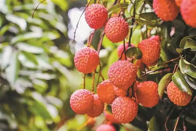 一日吃遍双城!拿着这份“深中美食地图”去打卡(图12) 深圳中山公园附近美食_深中通道美食攻略_中山特色美食推荐