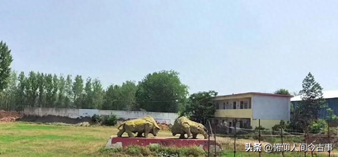 南阳黄牛节_南阳黄牛科技中心_南阳黄牛选美