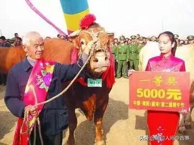 南阳黄牛选美_南阳黄牛科技中心_南阳黄牛节