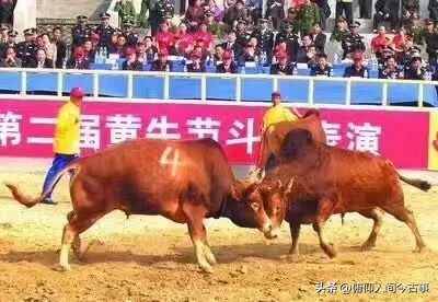 南阳黄牛选美_南阳黄牛科技中心_南阳黄牛节