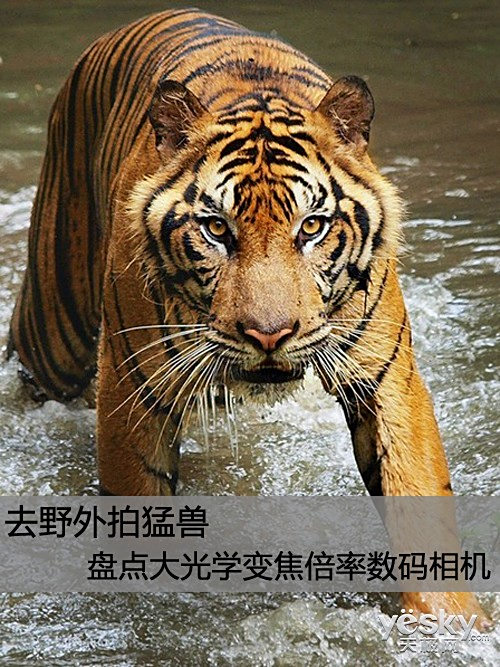 去野外拍猛兽 盘点大光学变焦倍率数码相机(图1) 家用数码相机光学变焦多大合适_野外摄影大变焦数码相机_高倍率光学变焦相机推荐