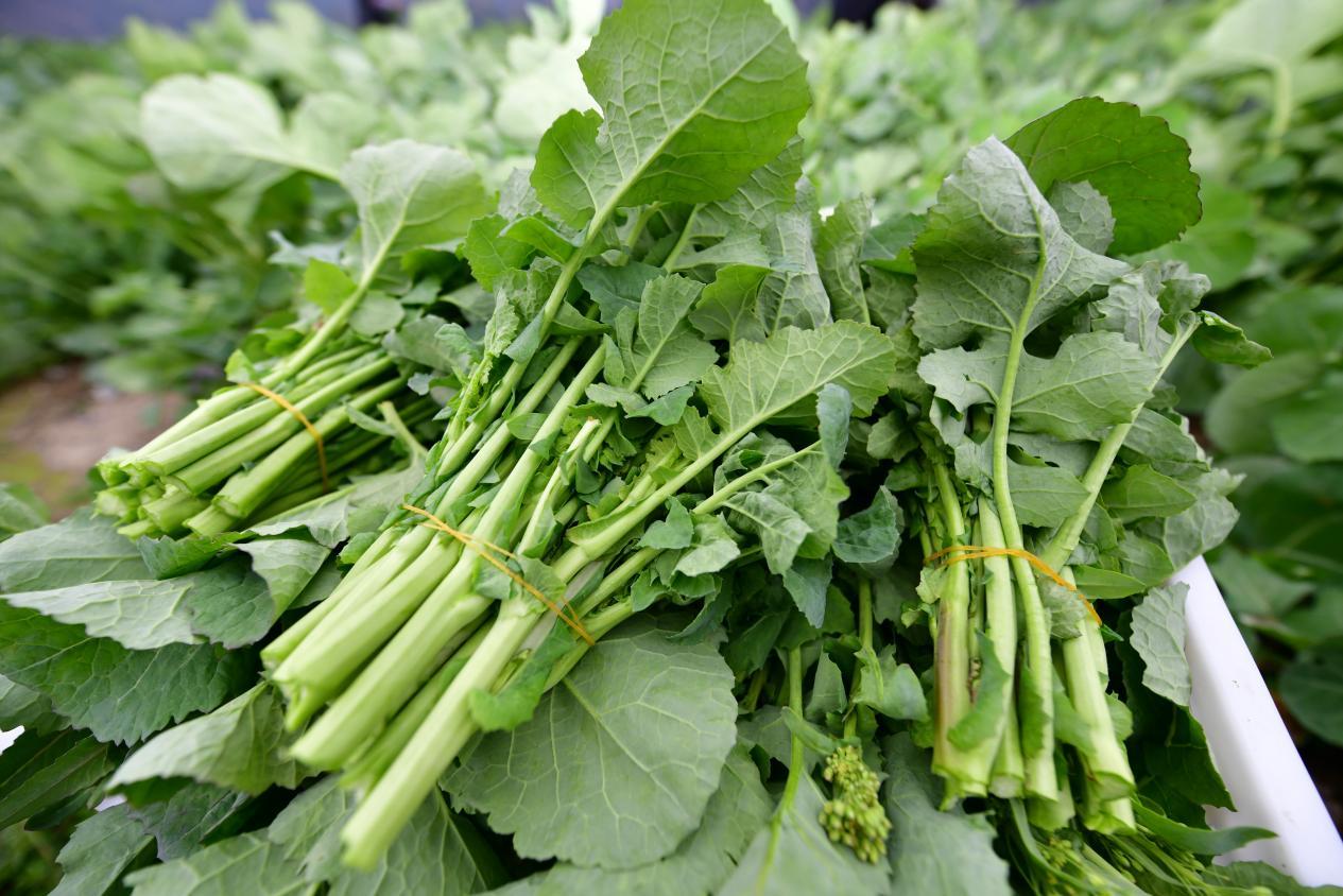 湖北恩施州:科技加持油菜花开“三重金”(图1) 恩施富硒油菜薹产业开发_武陵山区油菜多功能利用模式_天府花海观光农业园区