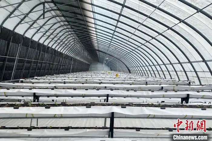 大棚里的“洋专家”(图2) 大棚种植草莓技术_德国农业专家诺伯特_宁夏草莓种植技术