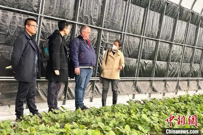 大棚里的“洋专家”(图3) 大棚种植草莓技术_宁夏草莓种植技术_德国农业专家诺伯特