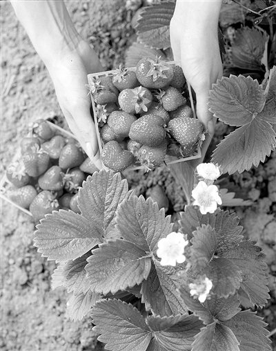 世界屋脊上的这个农业园 把草莓种出“科技范儿”(图1) 极高海拔草莓栽培技术_大棚种植草莓技术_西藏阿里噶尔县生态农业产业园草莓种植