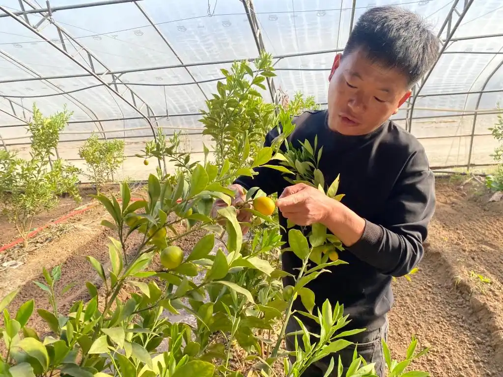 棚内走一走,遍尝各地果!他把多种美味“搬”进农业大棚,旅游采摘经济也被带火(图1) 大棚种植技术发展旅游_梁家荒太阳能小镇特色果蔬种植_大棚种植草莓技术