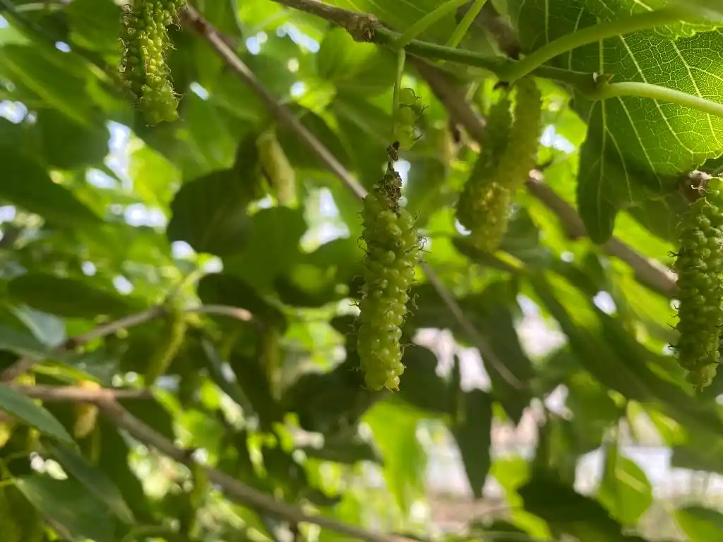 棚内走一走,遍尝各地果!他把多种美味“搬”进农业大棚,旅游采摘经济也被带火(图2) 大棚种植技术发展旅游_梁家荒太阳能小镇特色果蔬种植_大棚种植草莓技术