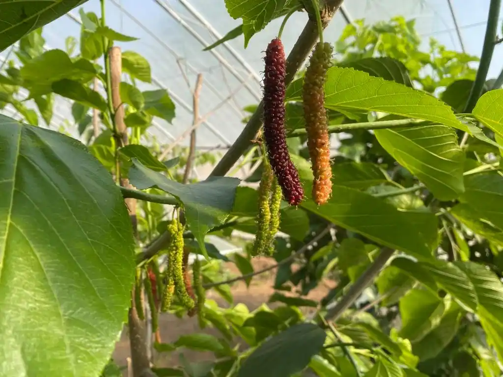 棚内走一走,遍尝各地果!他把多种美味“搬”进农业大棚,旅游采摘经济也被带火(图3) 大棚种植草莓技术_大棚种植技术发展旅游_梁家荒太阳能小镇特色果蔬种植