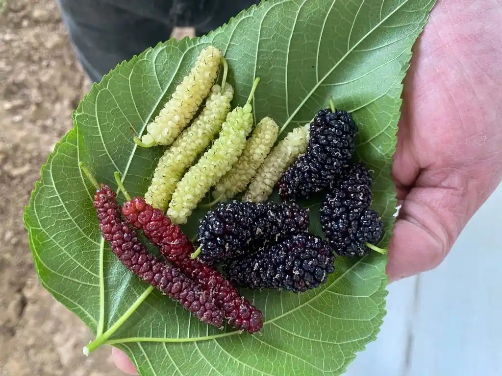 棚内走一走,遍尝各地果!他把多种美味“搬”进农业大棚,旅游采摘经济也被带火(图4) 梁家荒太阳能小镇特色果蔬种植_大棚种植草莓技术_大棚种植技术发展旅游