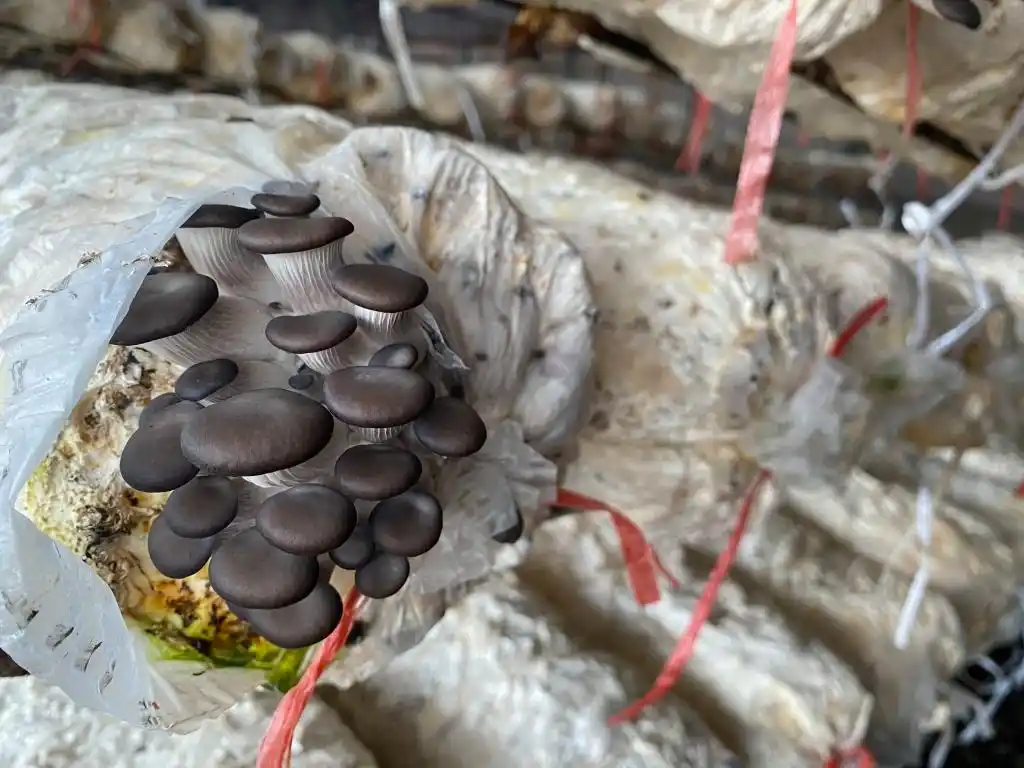 棚内走一走,遍尝各地果!他把多种美味“搬”进农业大棚,旅游采摘经济也被带火(图5) 大棚种植草莓技术_大棚种植技术发展旅游_梁家荒太阳能小镇特色果蔬种植