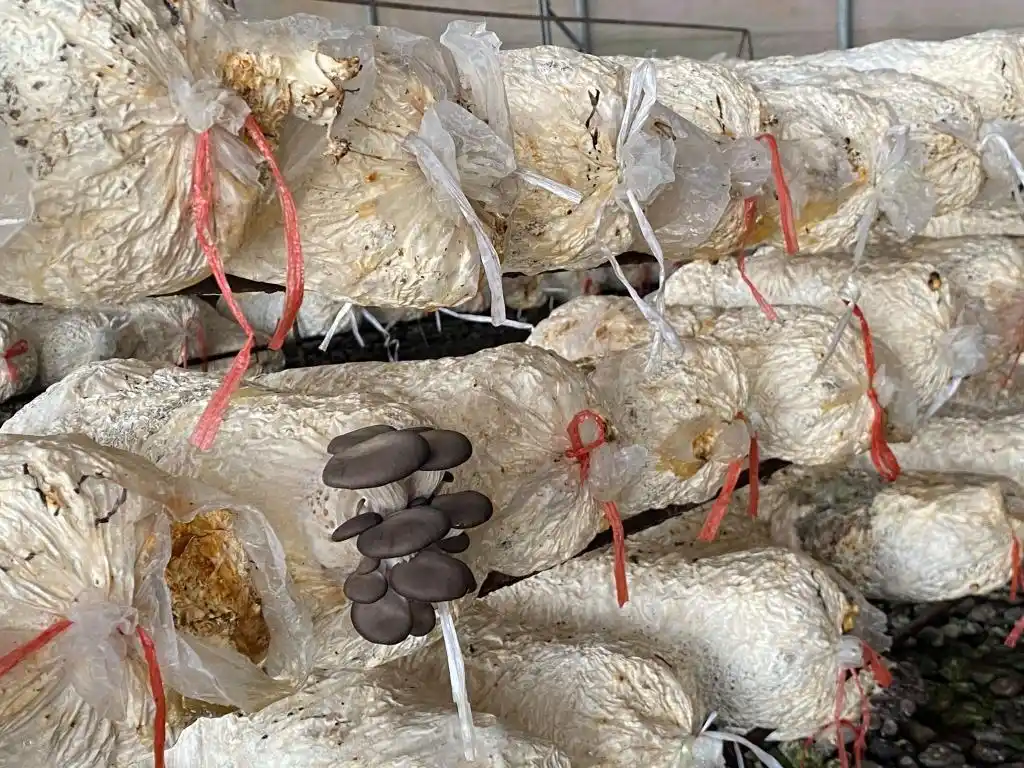 棚内走一走,遍尝各地果!他把多种美味“搬”进农业大棚,旅游采摘经济也被带火(图6) 大棚种植草莓技术_梁家荒太阳能小镇特色果蔬种植_大棚种植技术发展旅游