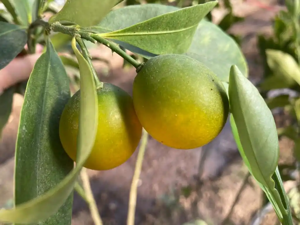 棚内走一走,遍尝各地果!他把多种美味“搬”进农业大棚,旅游采摘经济也被带火(图7) 梁家荒太阳能小镇特色果蔬种植_大棚种植技术发展旅游_大棚种植草莓技术