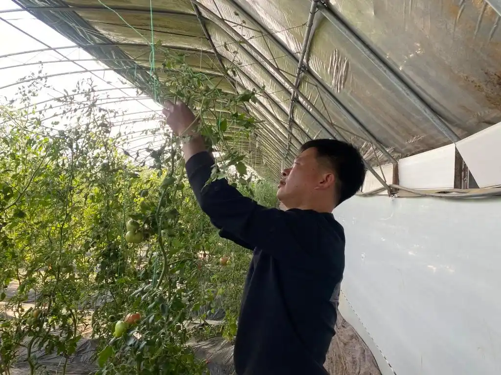 棚内走一走,遍尝各地果!他把多种美味“搬”进农业大棚,旅游采摘经济也被带火(图8) 大棚种植草莓技术_大棚种植技术发展旅游_梁家荒太阳能小镇特色果蔬种植