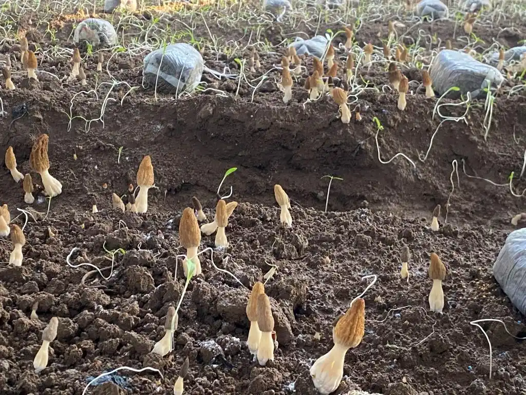 棚内走一走,遍尝各地果!他把多种美味“搬”进农业大棚,旅游采摘经济也被带火(图9) 大棚种植草莓技术_大棚种植技术发展旅游_梁家荒太阳能小镇特色果蔬种植