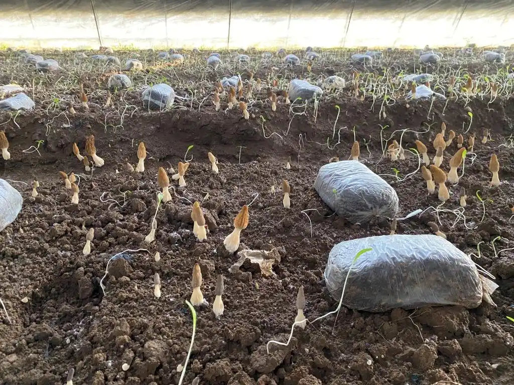 棚内走一走,遍尝各地果!他把多种美味“搬”进农业大棚,旅游采摘经济也被带火(图10) 大棚种植草莓技术_梁家荒太阳能小镇特色果蔬种植_大棚种植技术发展旅游