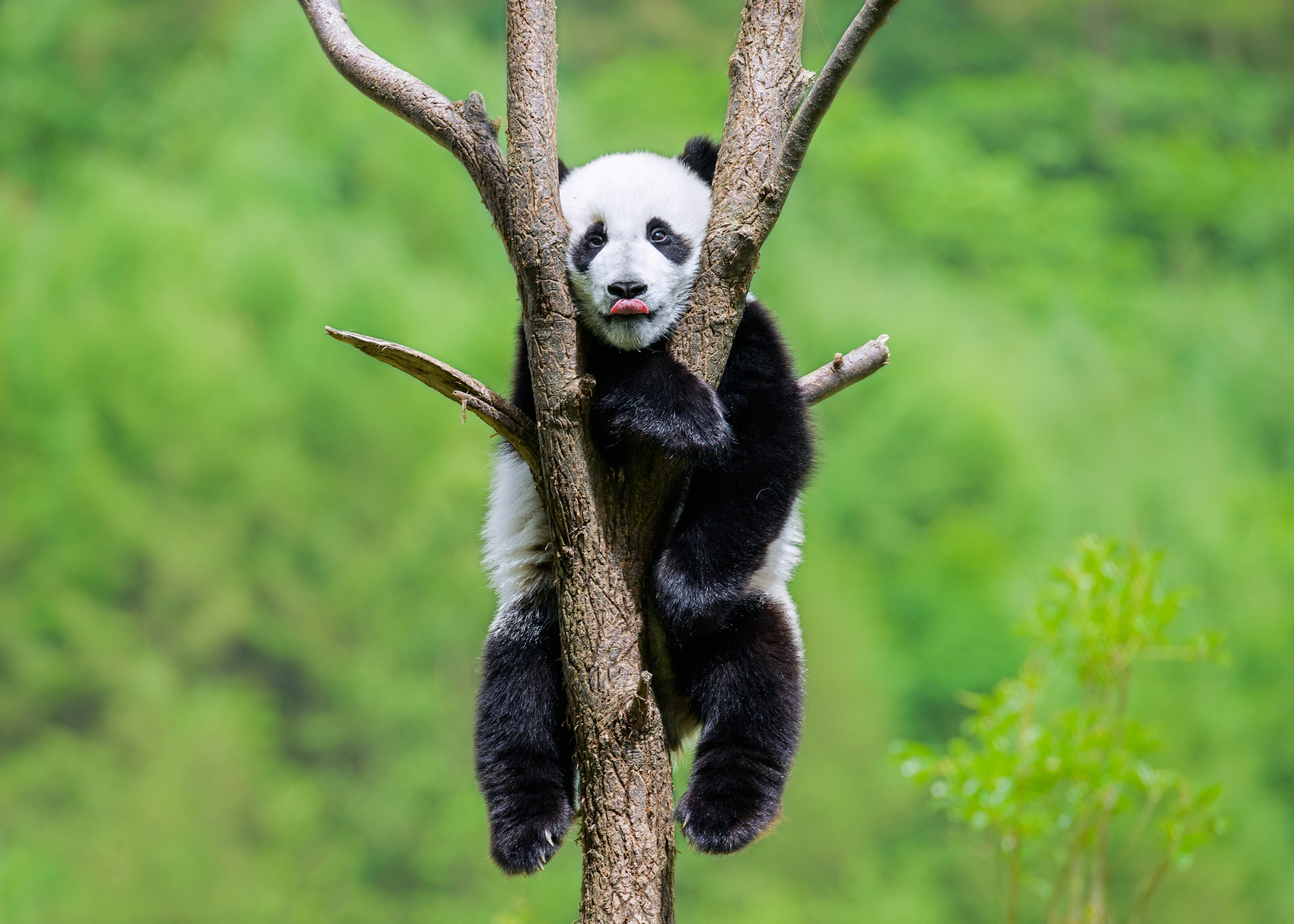 九寨沟外籍游客接待量_九寨沟国际生态文化旅游季活动_九寨沟旅游线路设计