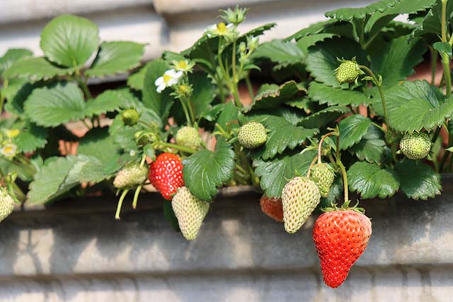 霍林郭勒市:大棚春意浓 播种致富梦(图1) 霍林郭勒市巴润嘎查温室大棚草莓种植_大棚种植草莓技术_巴润嘎查大棚蔬菜种植技术