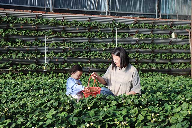 霍林郭勒市:大棚春意浓 播种致富梦(图2) 巴润嘎查大棚蔬菜种植技术_大棚种植草莓技术_霍林郭勒市巴润嘎查温室大棚草莓种植