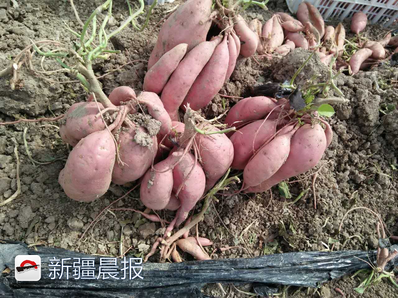 吃货有口福了!沙湾富硒红薯上市电商一公斤卖五六块(图1) 沙湾县乌兰苏苏镇富硒红薯_新疆沙湾红薯种植特点_日照红薯产地价格