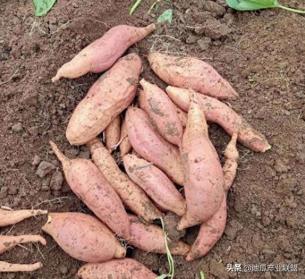 各地红薯价格查询_日照红薯产地价格_当前红薯市场行情
