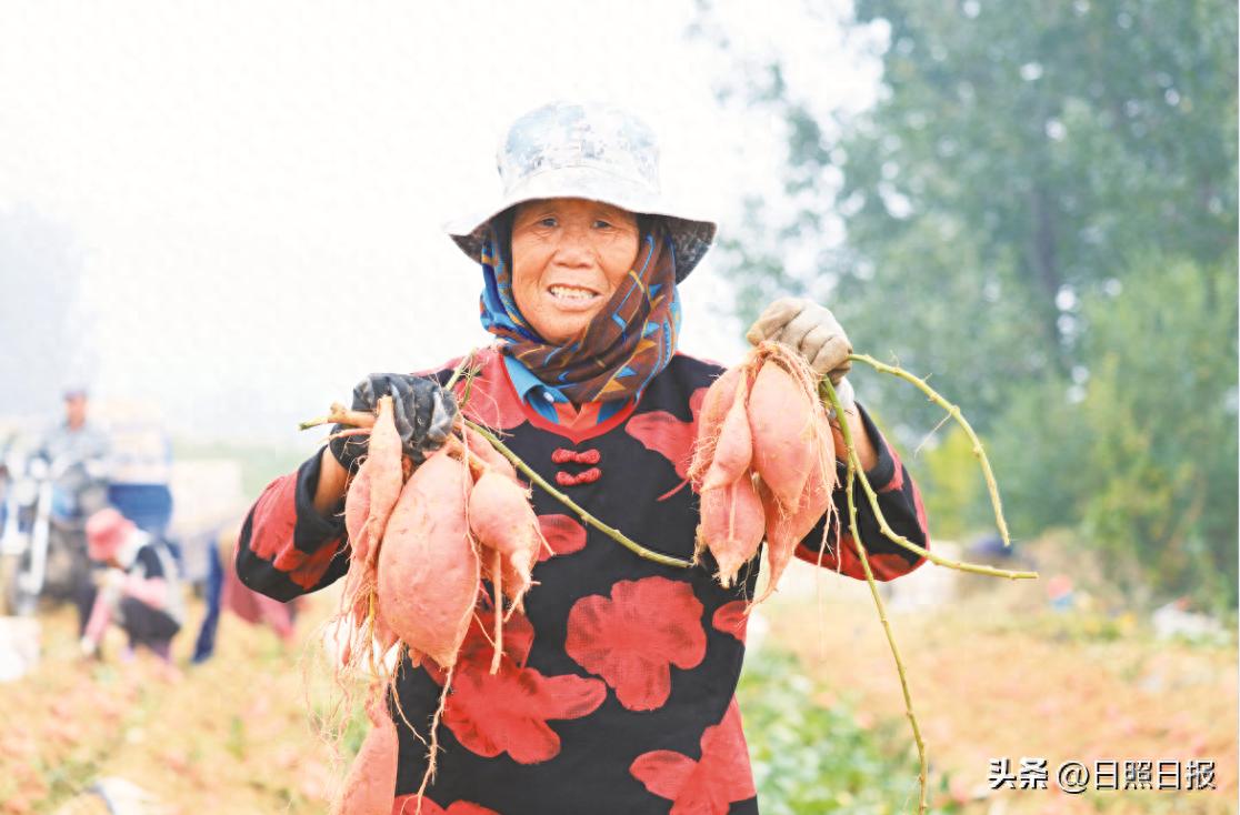 东港区三庄镇向阳沟村红薯田丰收景象_日照红薯产地价格_烟薯25号红薯种植技术