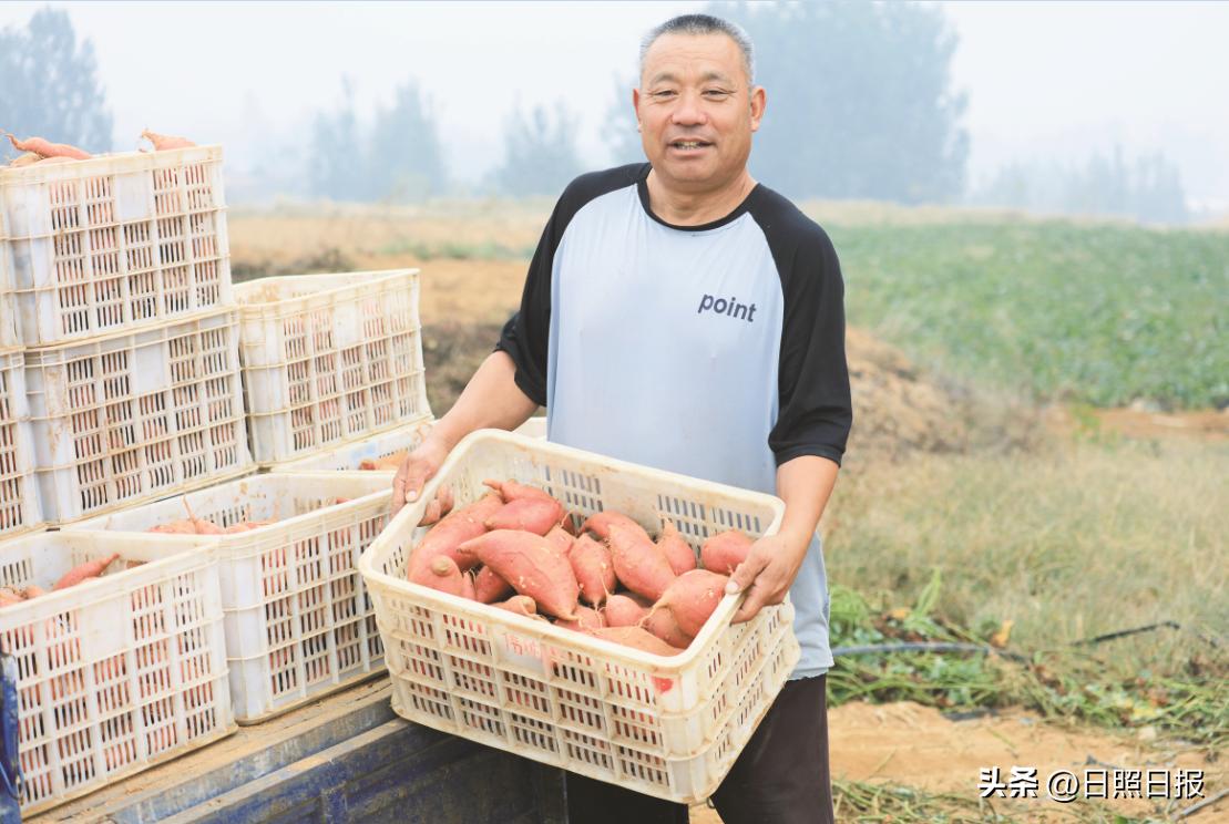 烟薯25号红薯种植技术_日照红薯产地价格_东港区三庄镇向阳沟村红薯田丰收景象
