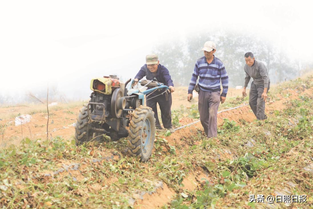 烟薯25号红薯种植技术_东港区三庄镇向阳沟村红薯田丰收景象_日照红薯产地价格