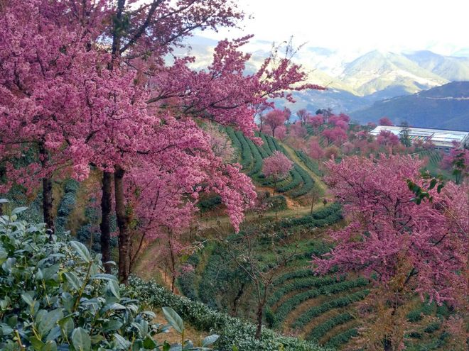 云南避坑指南_云南秋冬旅游攻略_云南大理旅游路线推荐