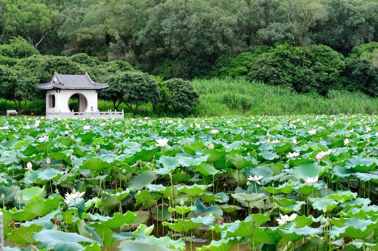东莞同沙生态公园野餐记,进园露营烧烤搭帐篷指南(图13) 同沙生态公园环湖公路_同沙生态公园停车收费_同沙有烧烤场吗