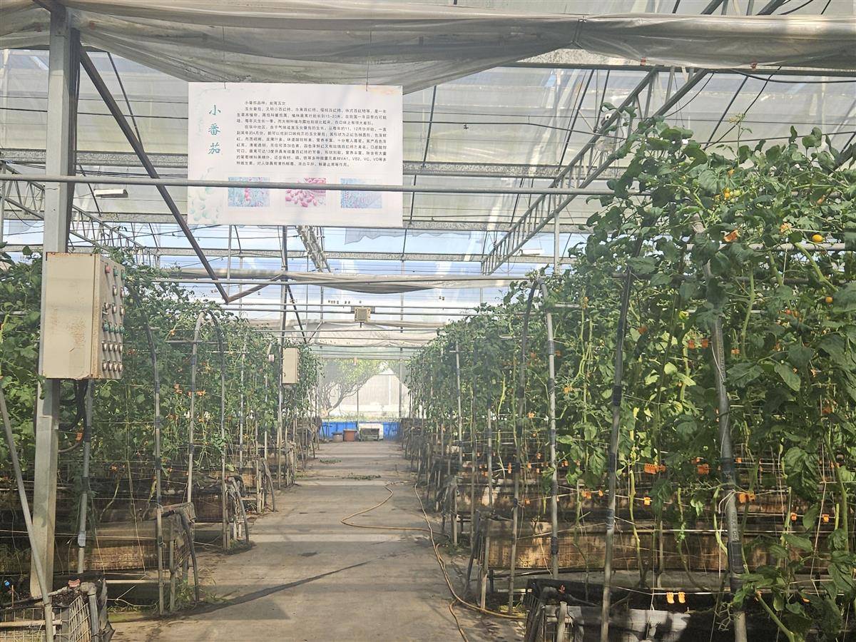 仙桃九合兰园台湾专家调研_台湾观光农业园案例_湖北乡村振兴台湾经验