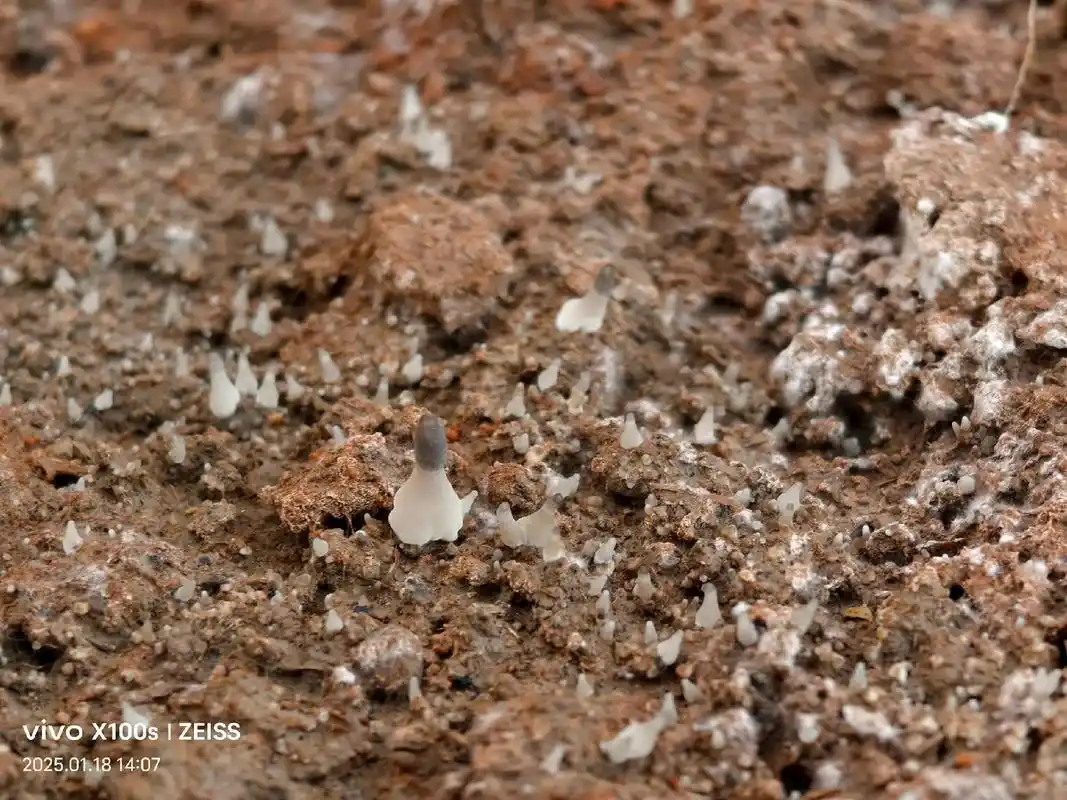 不懈努力实现家庭羊肚菌种植梦:从筹备到收获的全程攻略(图3) 家庭种植羊肚菌方法_阳台食用菌种植技术_羊肚菌种植技术教程