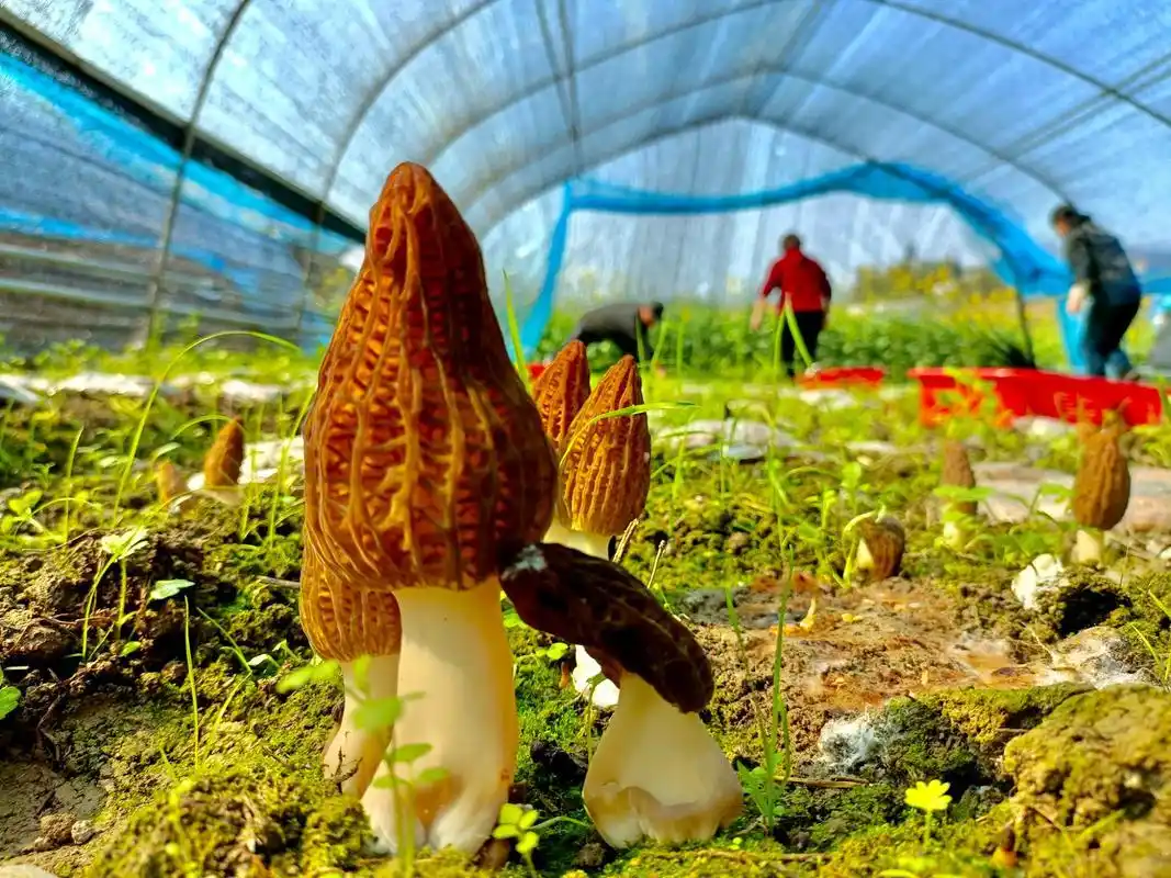 不懈努力实现家庭羊肚菌种植梦:从筹备到收获的全程攻略(图4) 羊肚菌种植技术教程_阳台食用菌种植技术_家庭种植羊肚菌方法