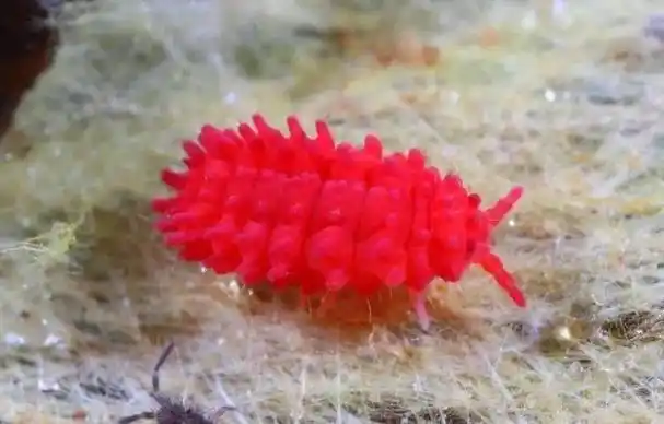 不懈努力实现家庭羊肚菌种植梦:从筹备到收获的全程攻略(图5) 阳台食用菌种植技术_羊肚菌种植技术教程_家庭种植羊肚菌方法