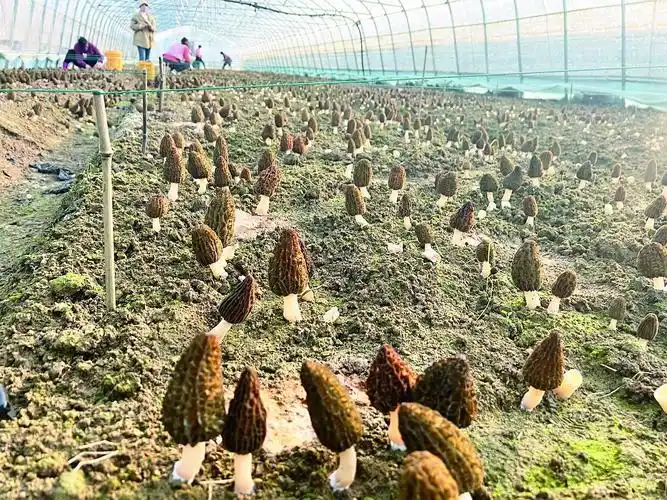 不懈努力实现家庭羊肚菌种植梦:从筹备到收获的全程攻略(图6) 羊肚菌种植技术教程_阳台食用菌种植技术_家庭种植羊肚菌方法