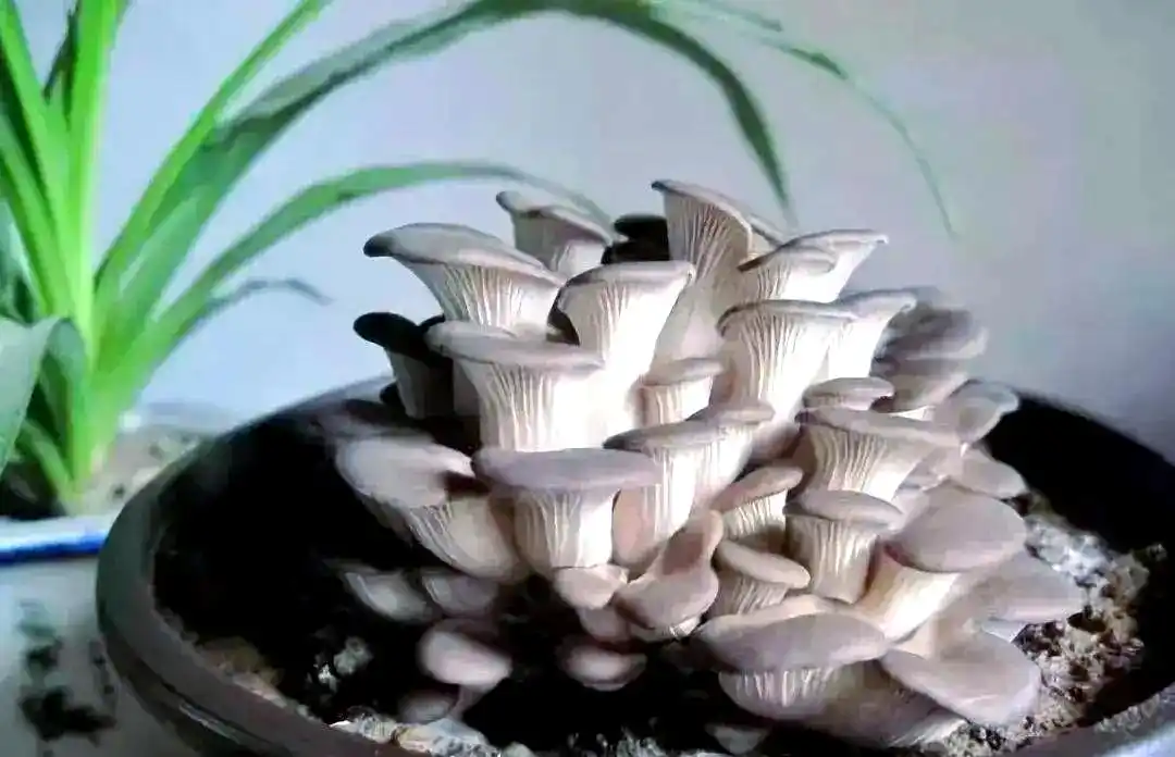 蘑菇种植秘笈:从选择季节到养护管理的全方位指南(图1) 阳台种植蘑菇教程_阳台食用菌种植技术_阳台种植蔬菜