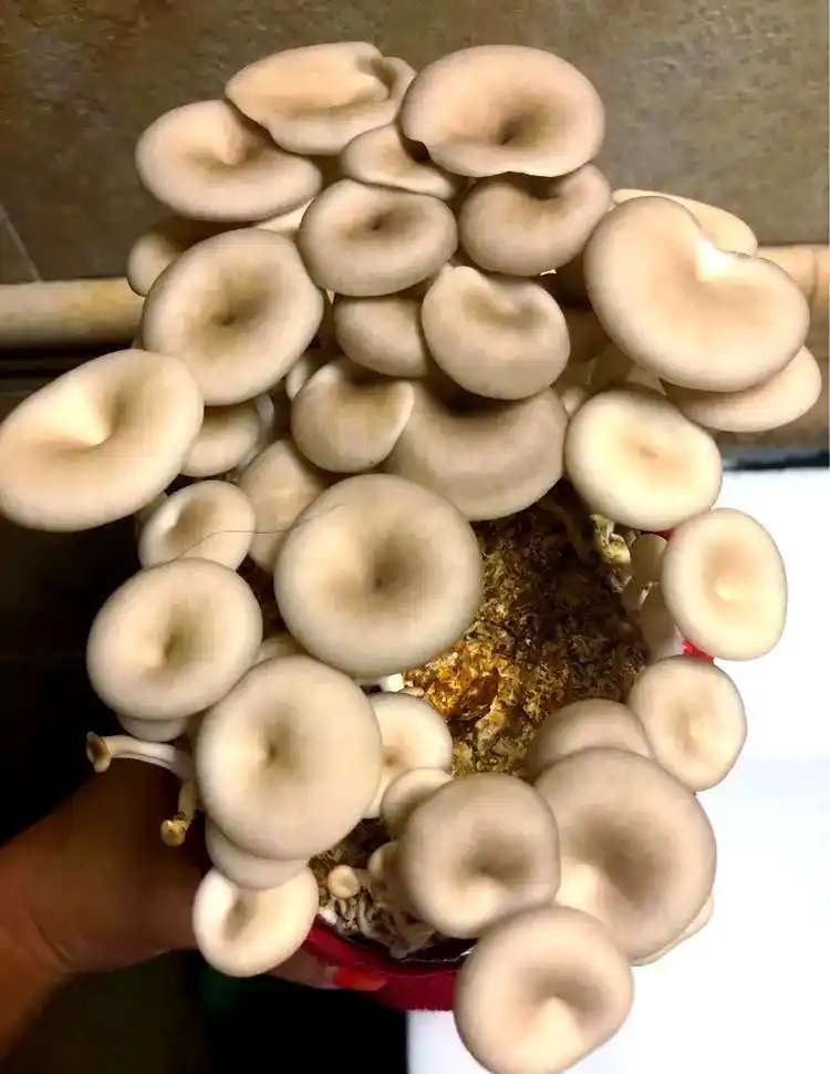 蘑菇种植秘笈:从选择季节到养护管理的全方位指南(图2) 阳台食用菌种植技术_阳台种植蔬菜_阳台种植蘑菇教程