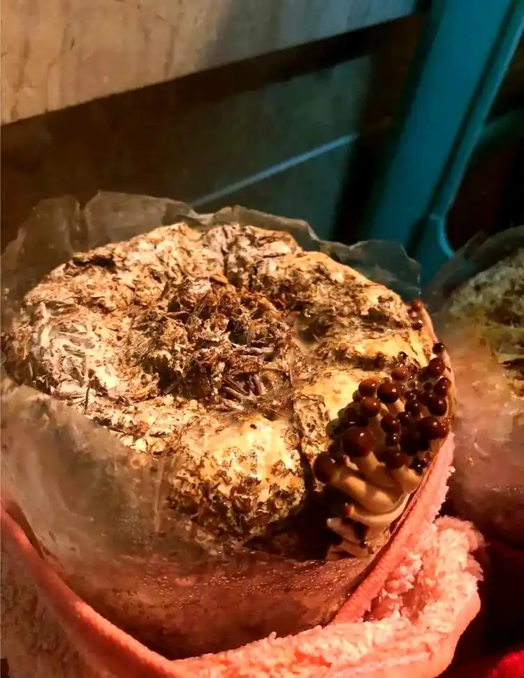 蘑菇种植秘笈:从选择季节到养护管理的全方位指南(图3) 阳台种植蔬菜_阳台种植蘑菇教程_阳台食用菌种植技术