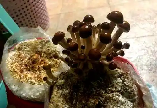 蘑菇种植秘笈:从选择季节到养护管理的全方位指南(图4) 阳台食用菌种植技术_阳台种植蔬菜_阳台种植蘑菇教程