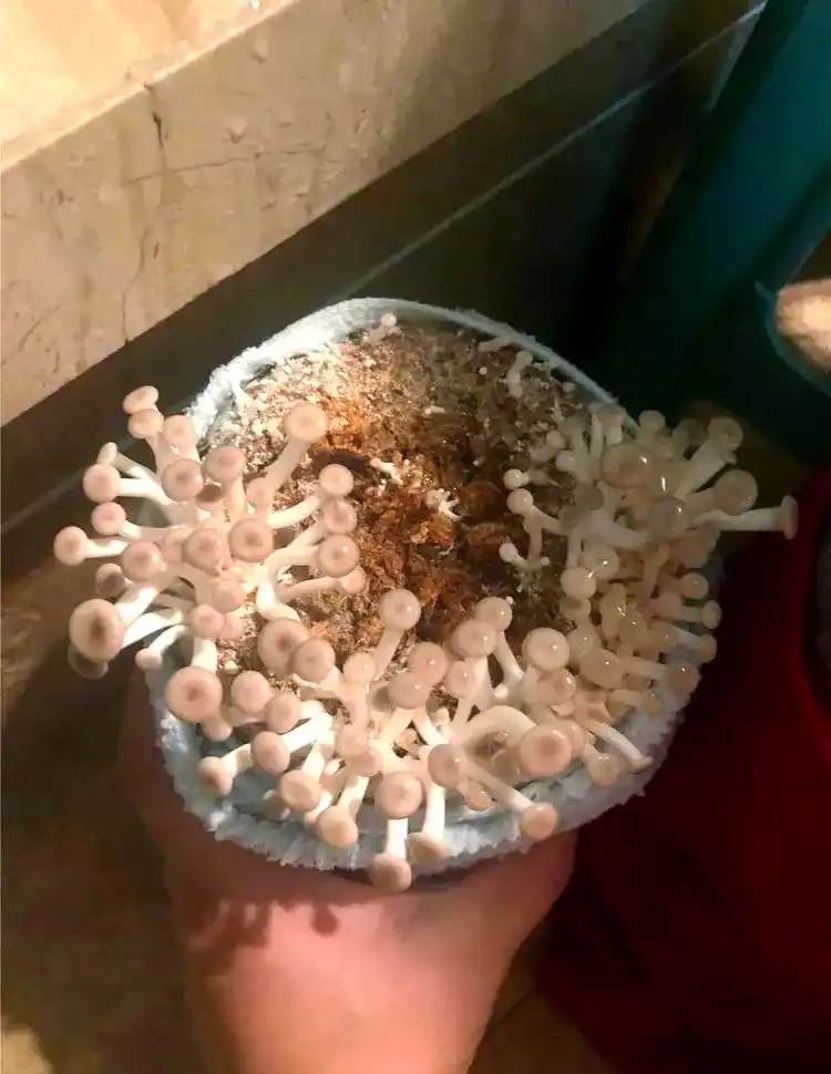 蘑菇种植秘笈:从选择季节到养护管理的全方位指南(图5) 阳台种植蘑菇教程_阳台食用菌种植技术_阳台种植蔬菜