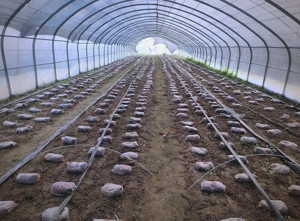 蘑菇种植关键步骤:选址、养料到采收的全程指南(图1) 家庭蘑菇种植技巧_阳台食用菌种植技术_蘑菇种植步骤